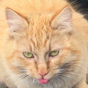 Meet your Posher, Johannah